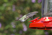 Anna's hummingbird at feeder