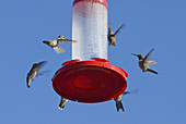 Anna's hummingbirds at Feeder