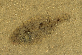 Baby Southern Flounder