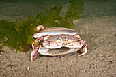 Atlantic Rock Crab