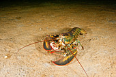 Northern Lobster,with prey