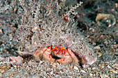 Blue-eye Hermit crab