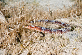 Shortfin Pipefish