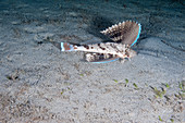 Bluewing Searobin