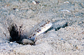 Orangespotted Goby