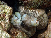 Caribbean Reef Octopus