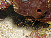 Yellowline Arrow Crab