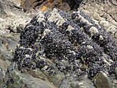 Blue mussels (Mytilus edulis)