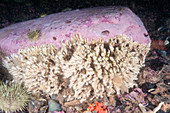 Lacey Tube Worm