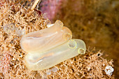 Sea Vase,a tunicate