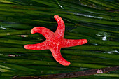 Pacific Blood Star