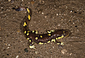 Male California Tiger Salamander