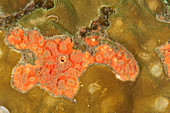 Red Boring Sponge