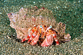 Star-eyed Hermit Crab