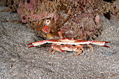 Ocellate Swimming Crab