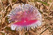 Split-crown Feather Duster Worm
