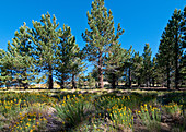 Jeffrey Pine Forest