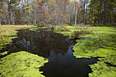 The Great Swamp