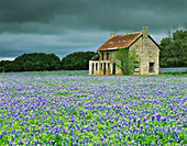 Old Ranch with Bluebonnets