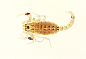 Scorpion