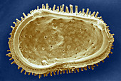 Fossil Ostracod (SEM)