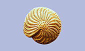Foraminifera Shell (SEM)