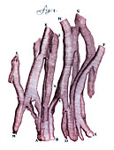 Engraving of Heart Muscle