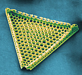 Diatom - Triceratium favus