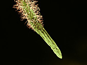 Wheat Root and Hairs,SEM