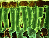 Broad Bean Leaf Section,SEM