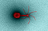 Bacteriophage T4,TEM