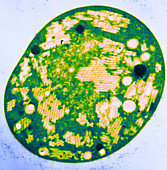Microcystis Cell Section,EM