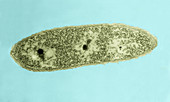 Pseudomonas alboprecipitans,LM