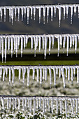 Frozen irrigation water on a wire fence
