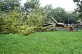 Fallen Tree from Hurricane