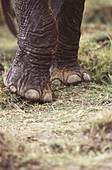 Elephant feet