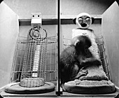 Harlow's monkey experiment