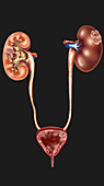 Kidney Cancer