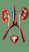 Nephritis