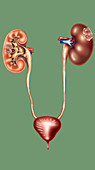 Kidney Cancer