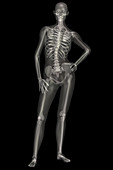 Human Skeleton