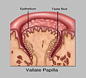 Circumvallate Papillae,Illustration