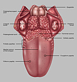 Anatomy of Human Tongue,Illustration