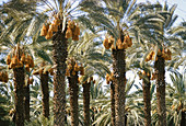Date Palms in California