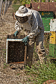 Beekeeper swarmed by bees