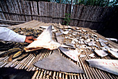 Chinese shark fin sea cucumber dealer