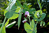 Snow Pea Pod and Flower