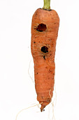 Slug-damaged Carrot