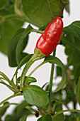 Hot Chile Pepper