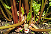 Mature rhubarb plant